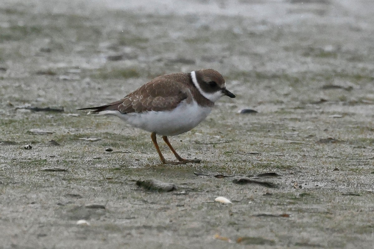 Semipalmated Plover - ML608806766