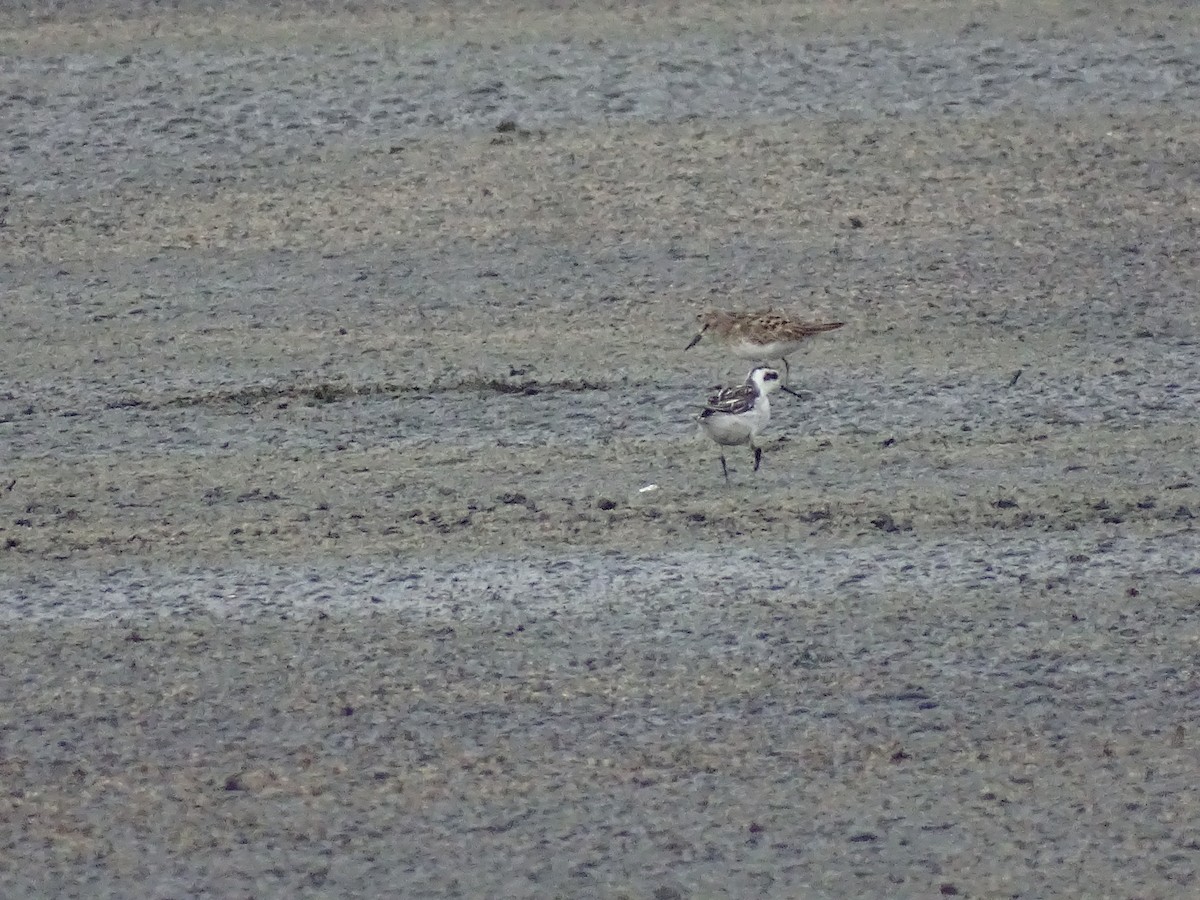 Phalarope à bec étroit - ML608806841