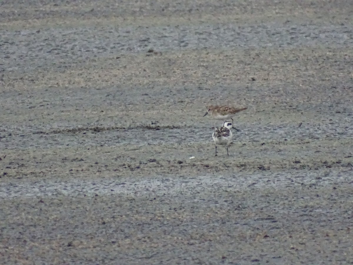 Phalarope à bec étroit - ML608806842