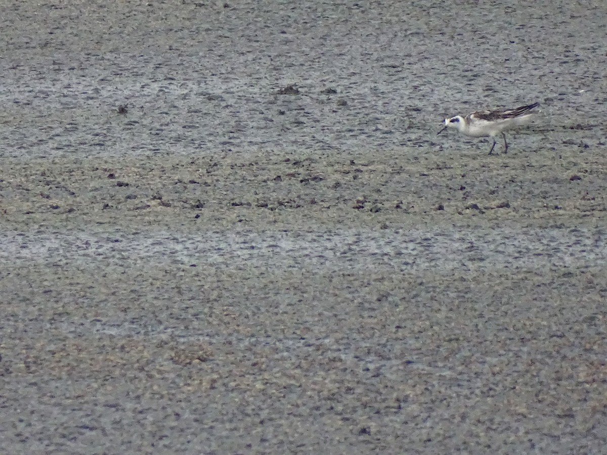 Red-necked Phalarope - Michelle Kubin