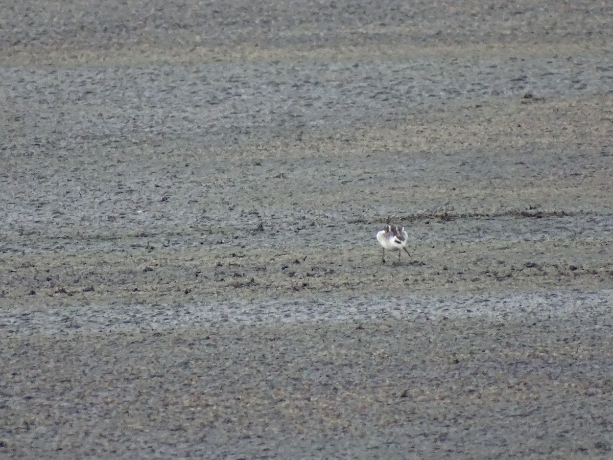 Red-necked Phalarope - ML608806844