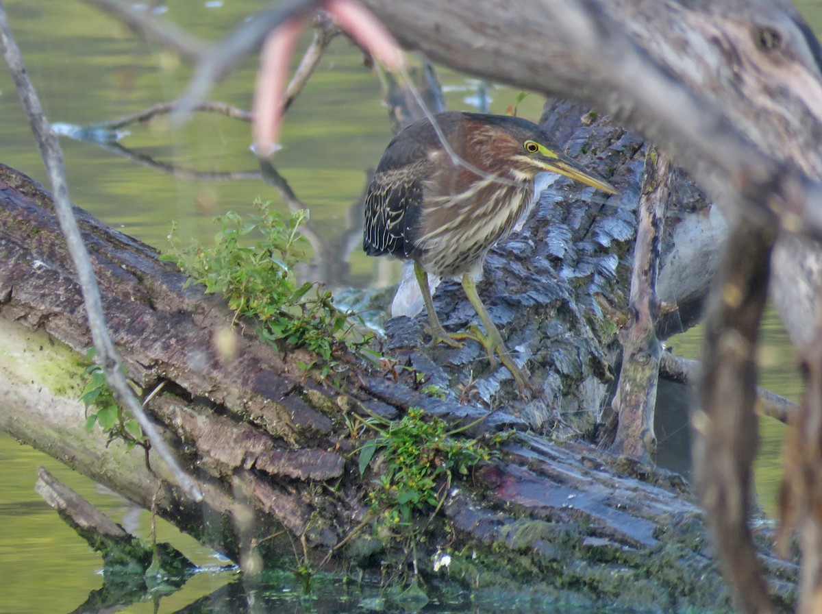 Green Heron - ML608806859