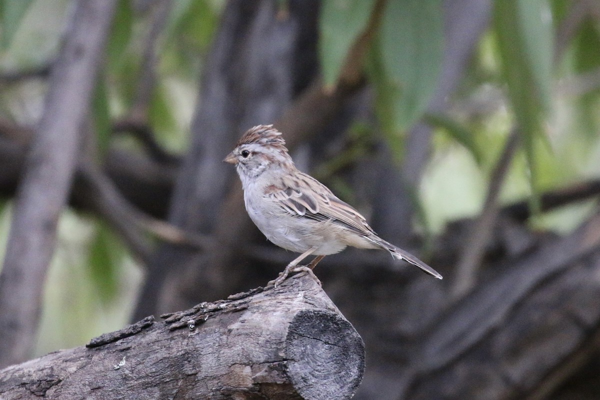 Rufous-winged Sparrow - ML608806883