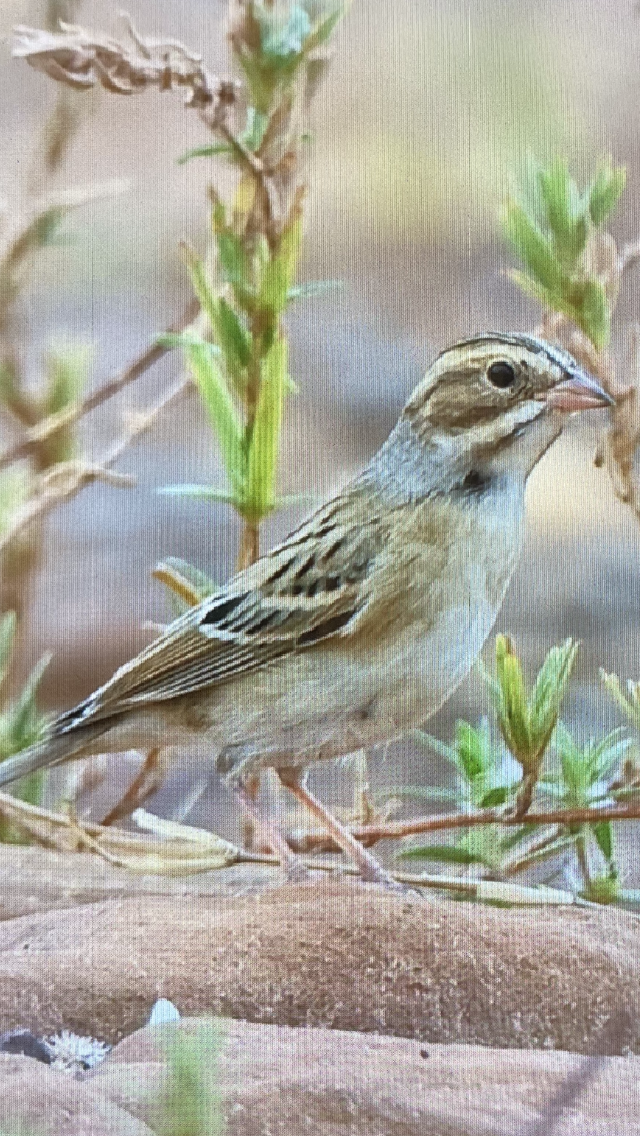 Clay-colored Sparrow - ML608806893