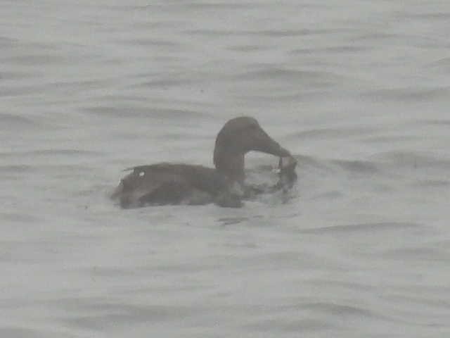 Common Eider - ML608806966