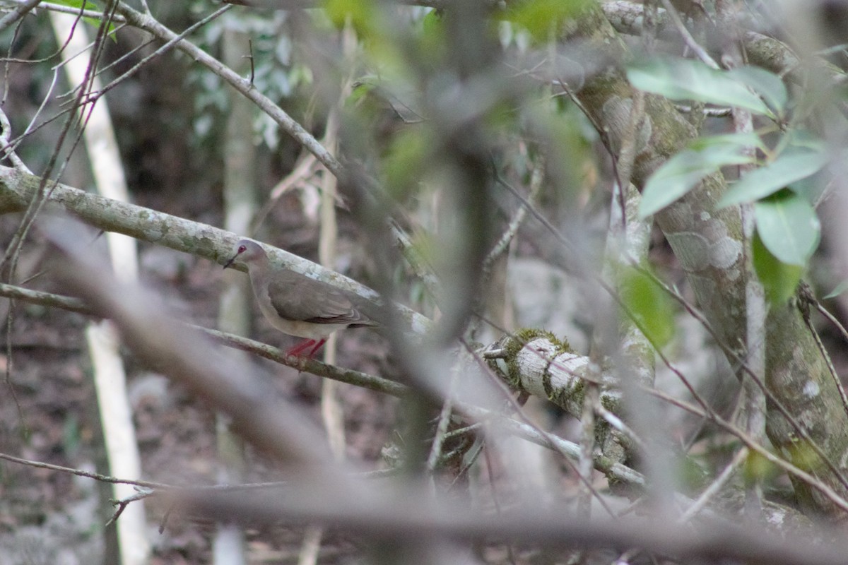 Caribbean Dove - ML608807004