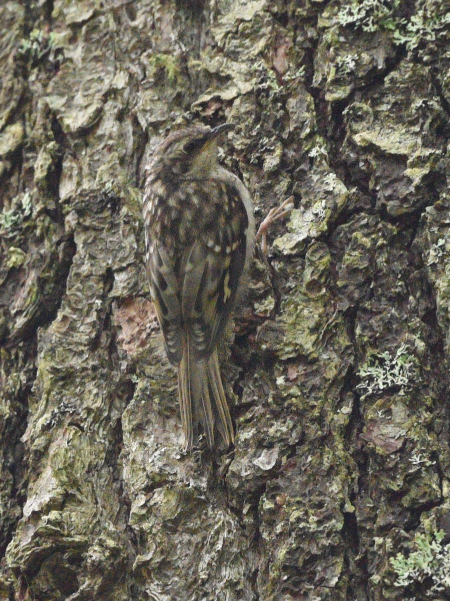 Brown Creeper - Wendy Hill