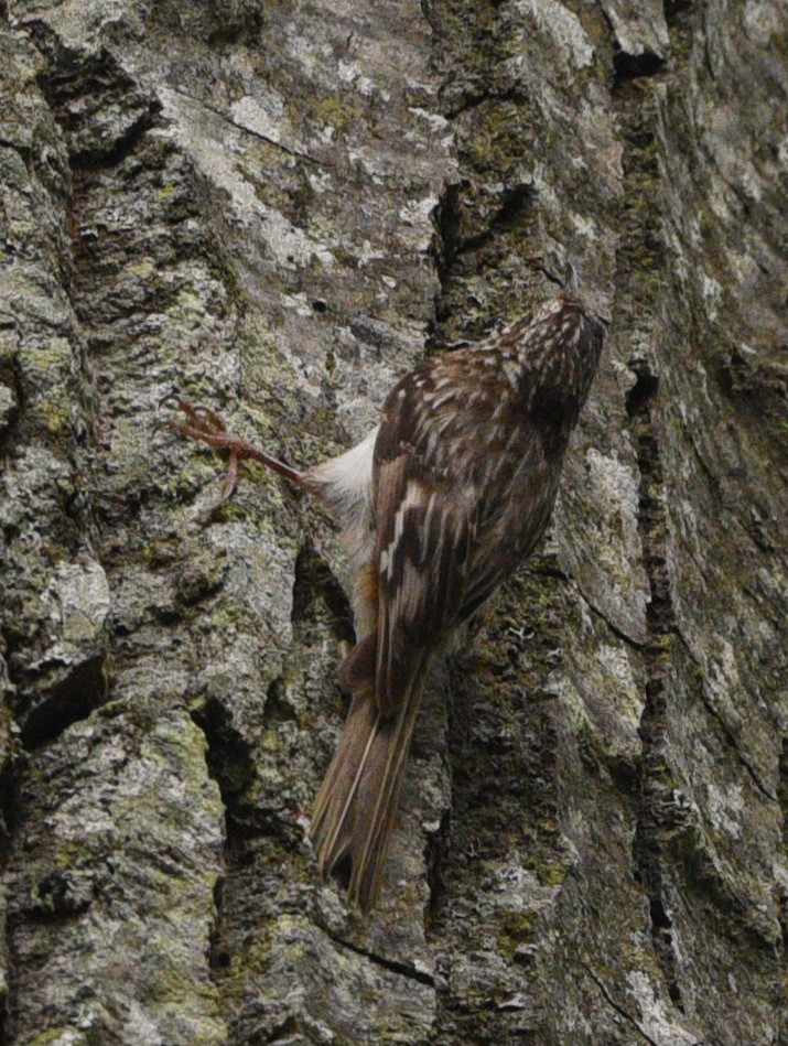 Brown Creeper - Wendy Hill