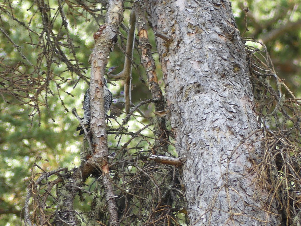 American Three-toed Woodpecker - ML608807281