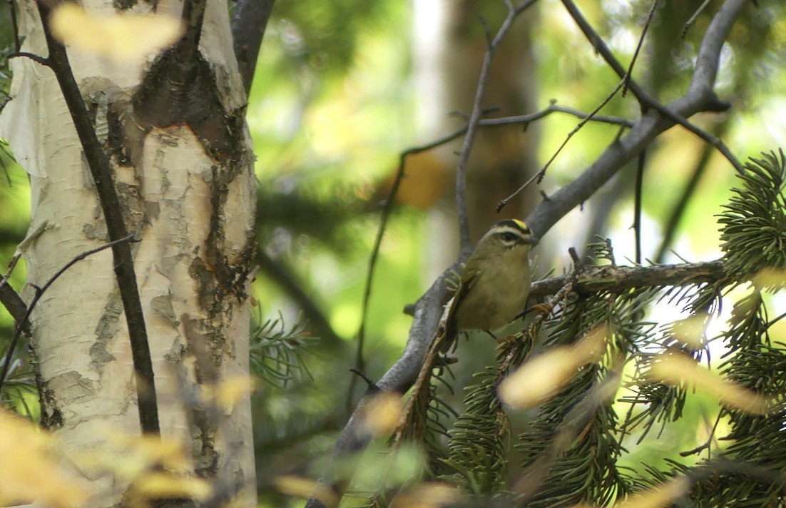 Golden-crowned Kinglet - T A