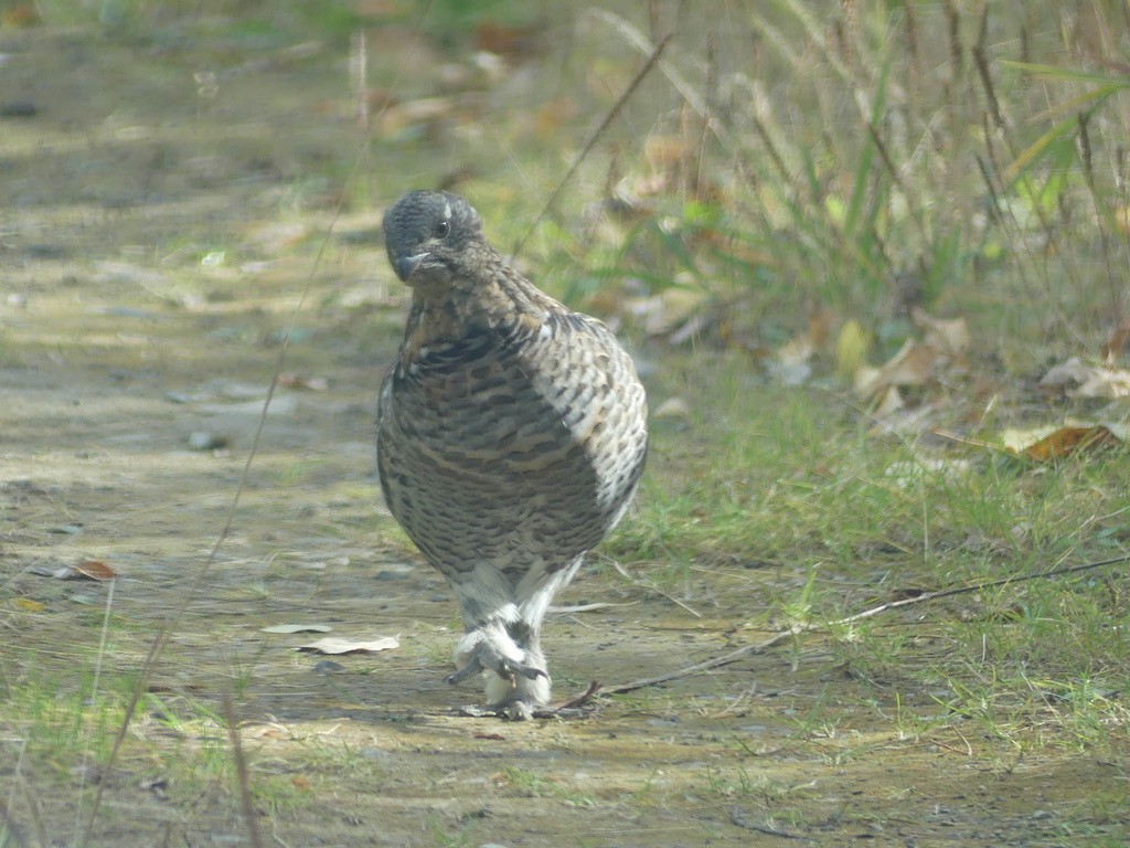 Ruffed Grouse - T A