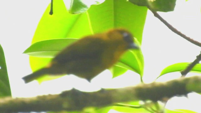 Yellow-green Tanager - ML608807452