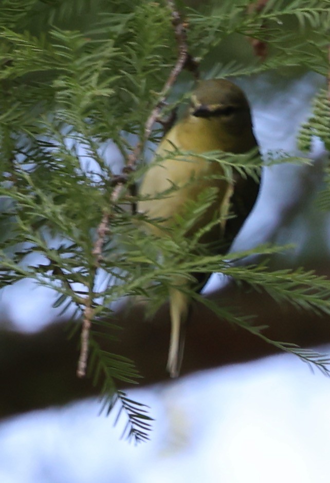 Blue-headed Vireo - ML608807470