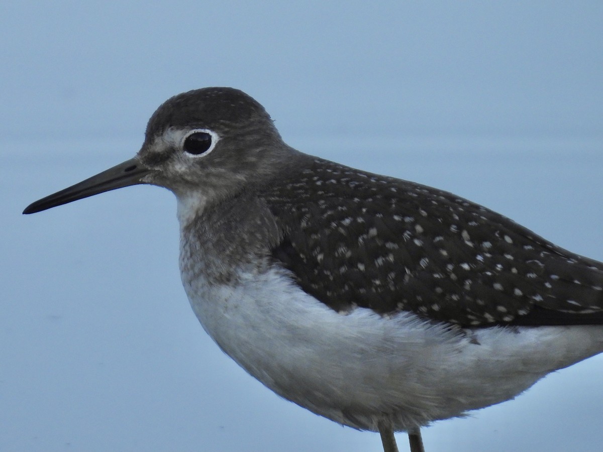 Solitary Sandpiper - ML608807539