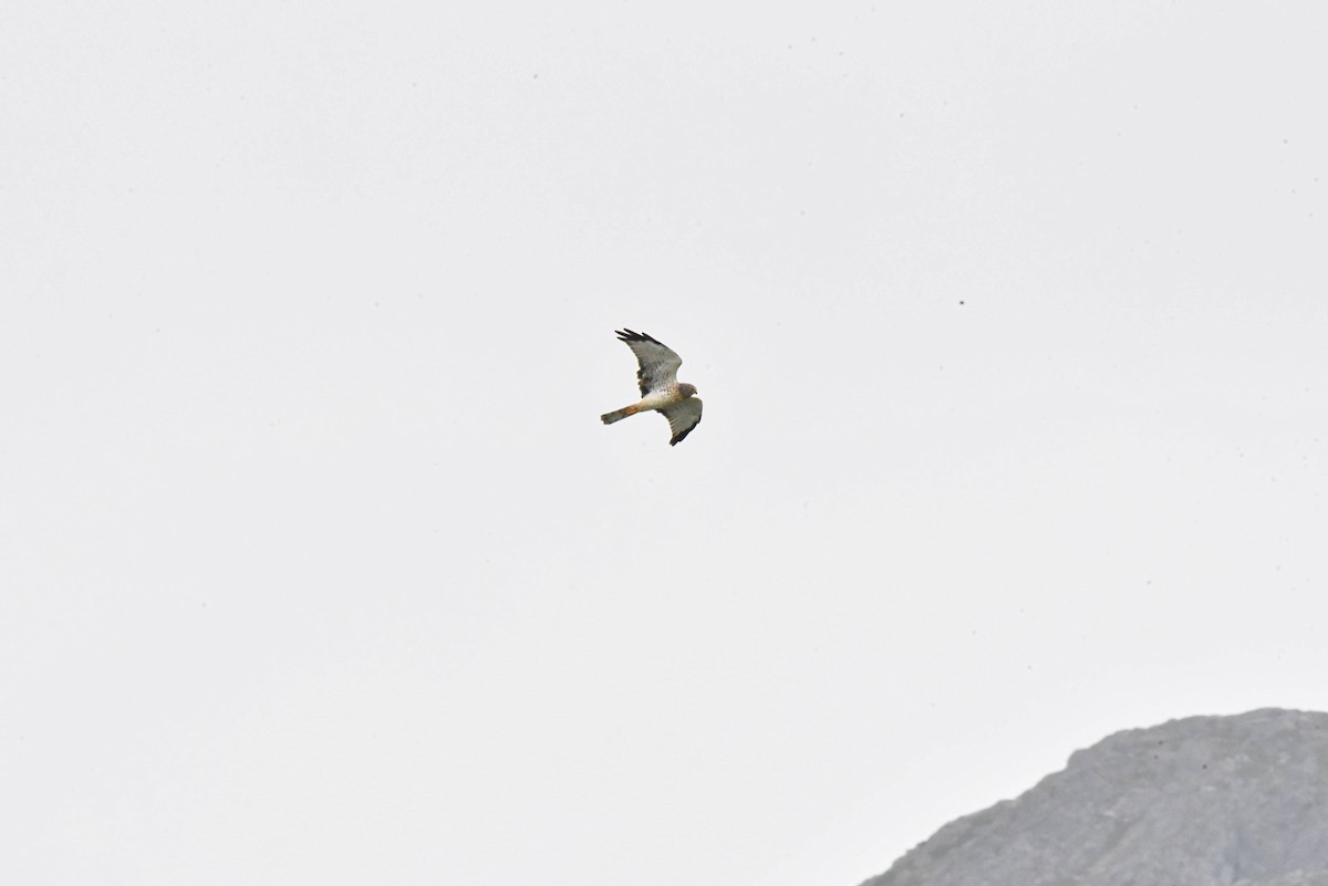 Northern Harrier - ML608807552