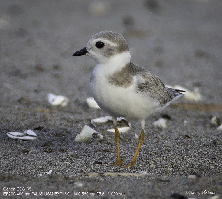 Piping Plover - Nancy Holland
