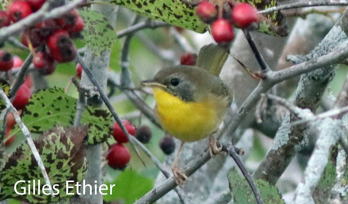 Common Yellowthroat - ML608807626