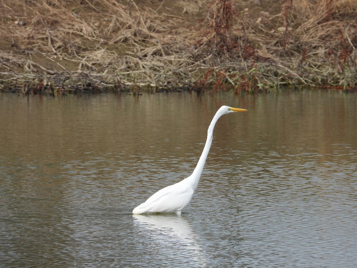 Great Egret - ML608807691