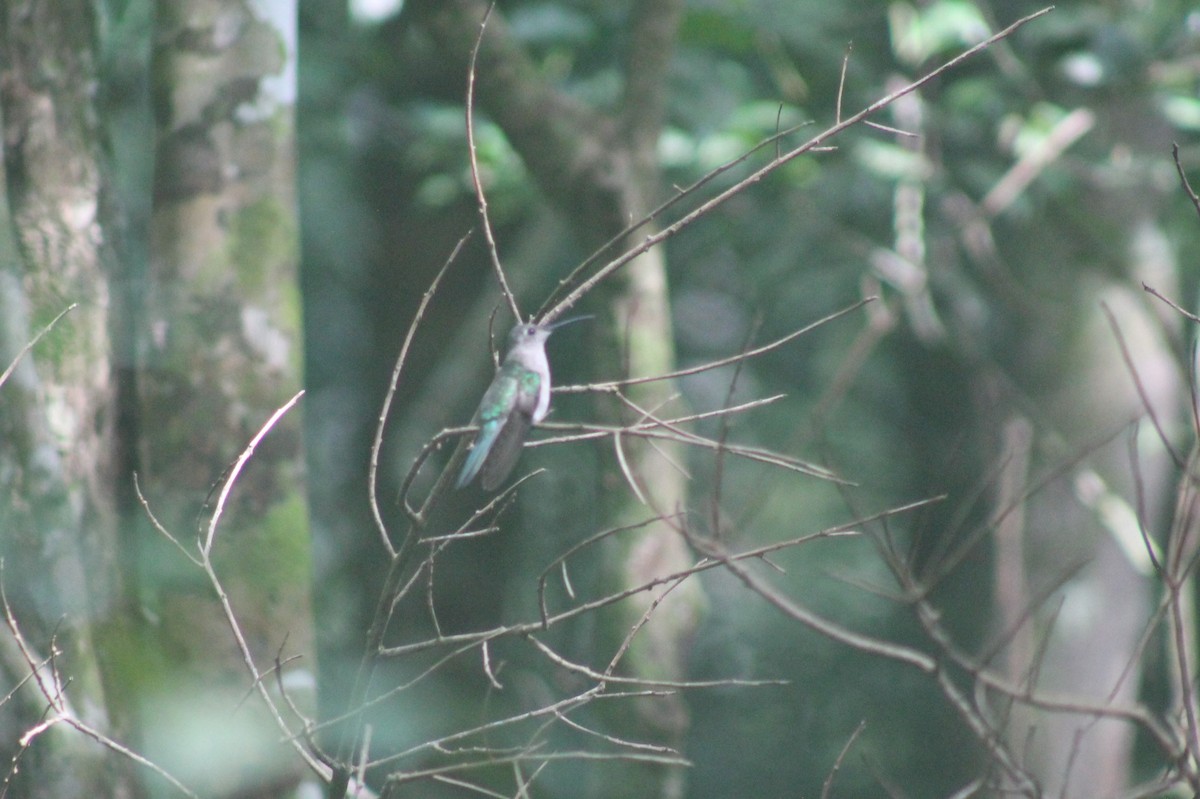 Wedge-tailed Sabrewing (Wedge-tailed) - ML608807716