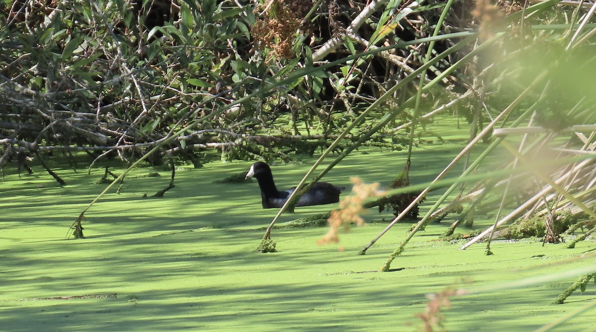 American Coot (Red-shielded) - ML608807751