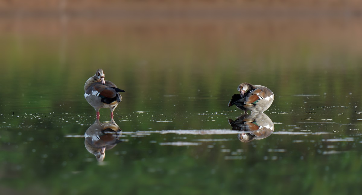 Egyptian Goose - KMJ Bird