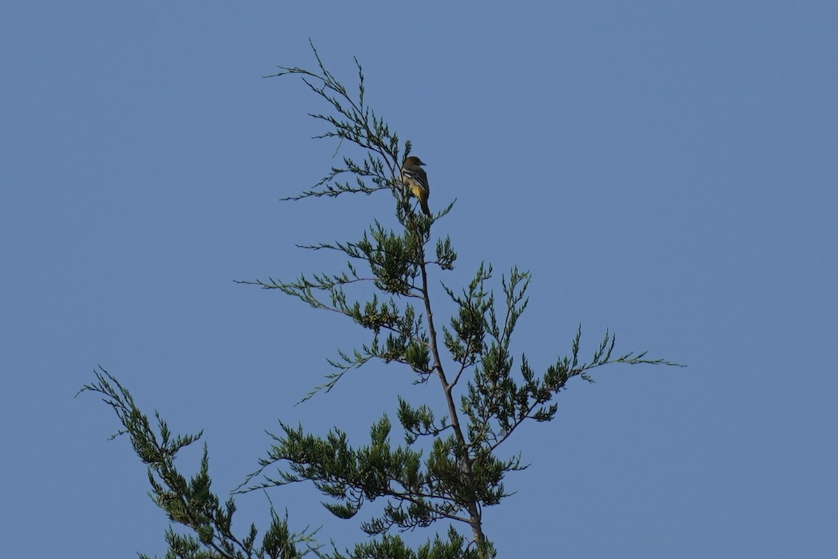 Baltimore Oriole - Melanie Crawford