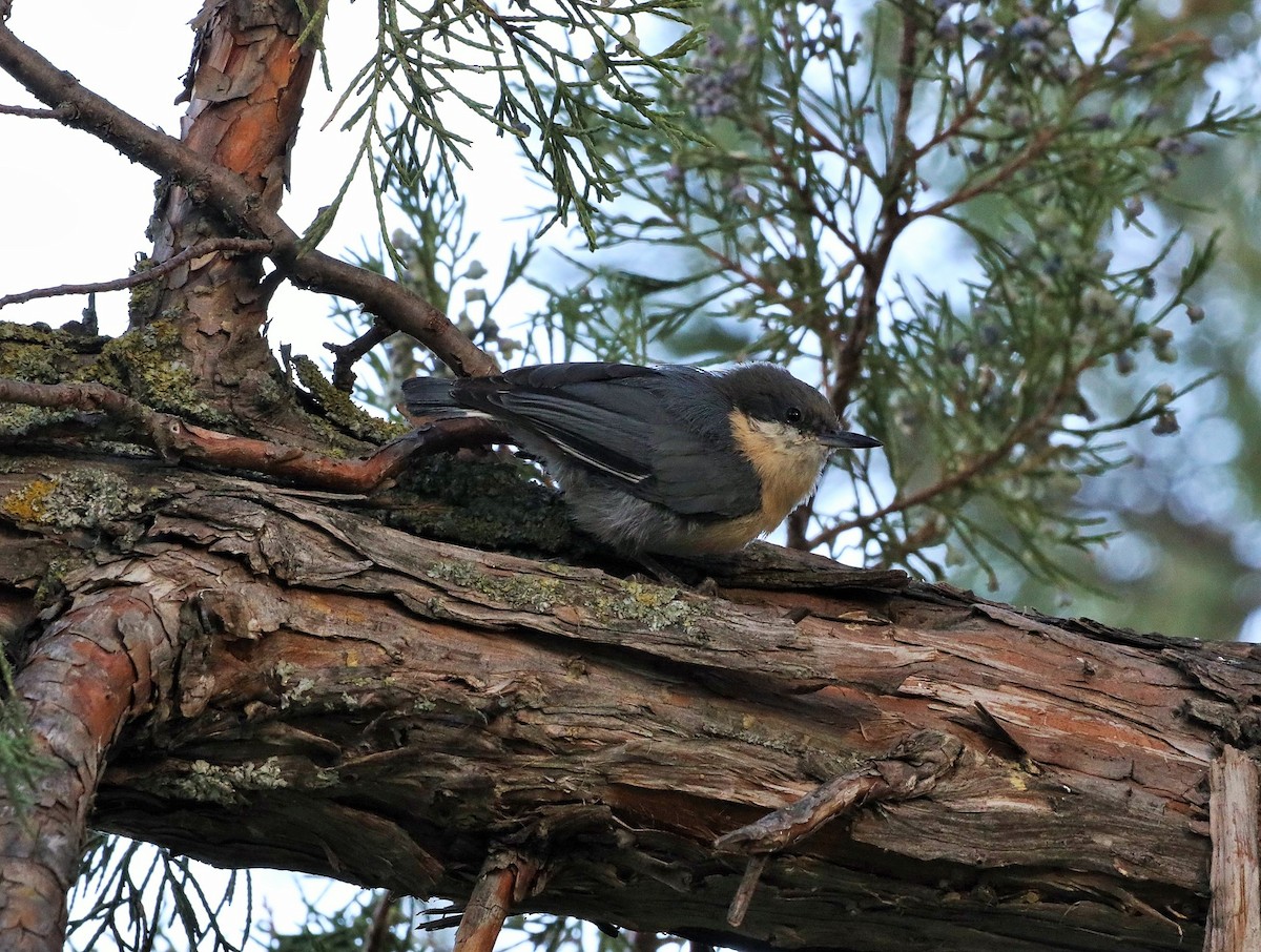 Pygmy Nuthatch - ML608807899