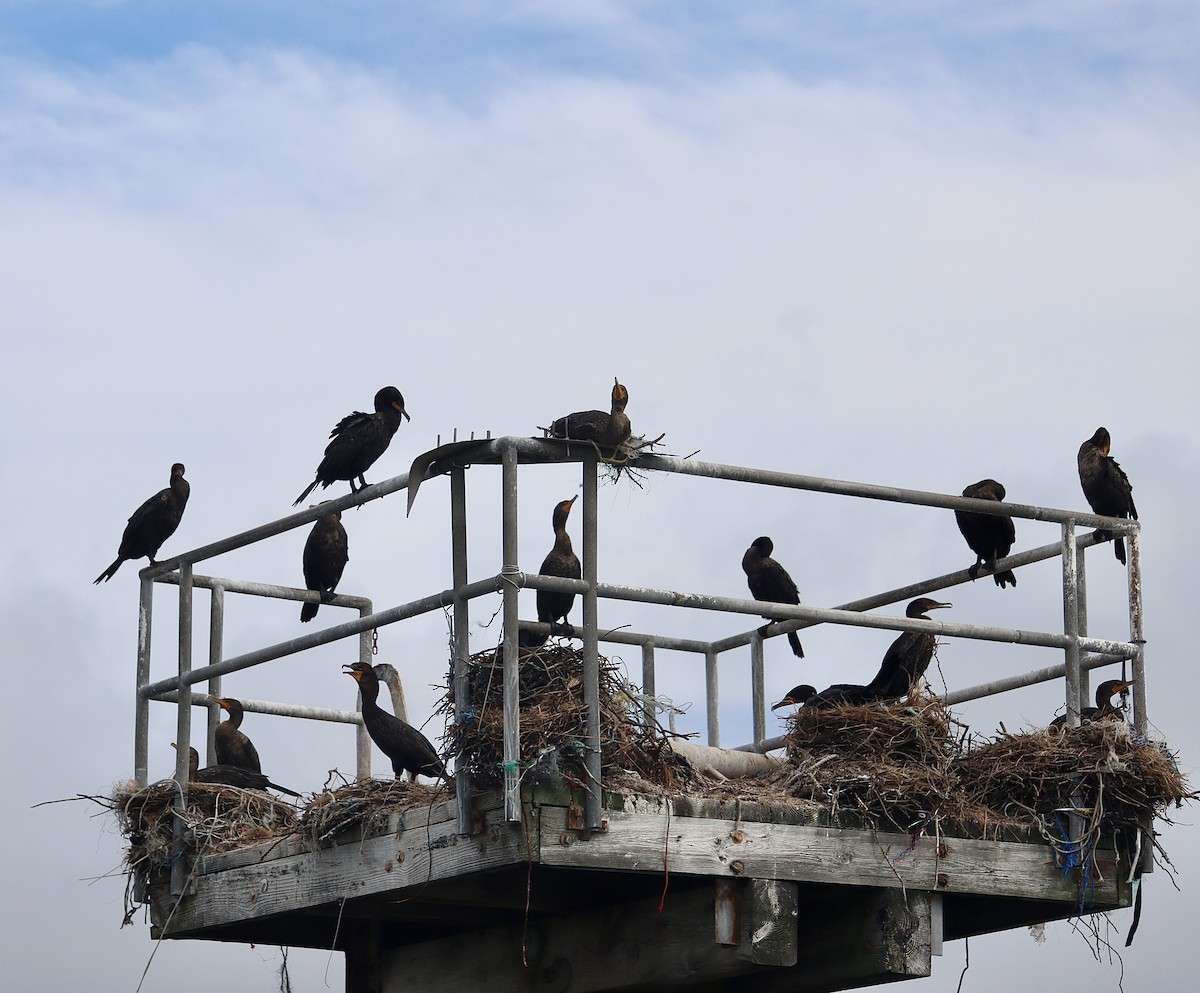 Double-crested Cormorant - ML608807939