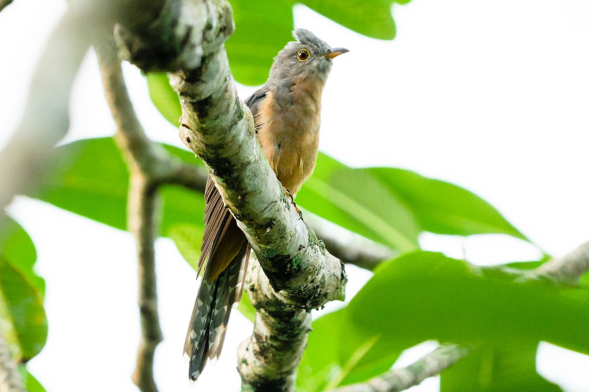 Brush Cuckoo - Camille King