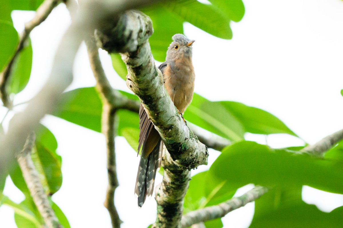 Brush Cuckoo - Camille King