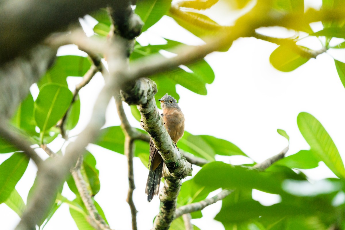 Brush Cuckoo - Camille King