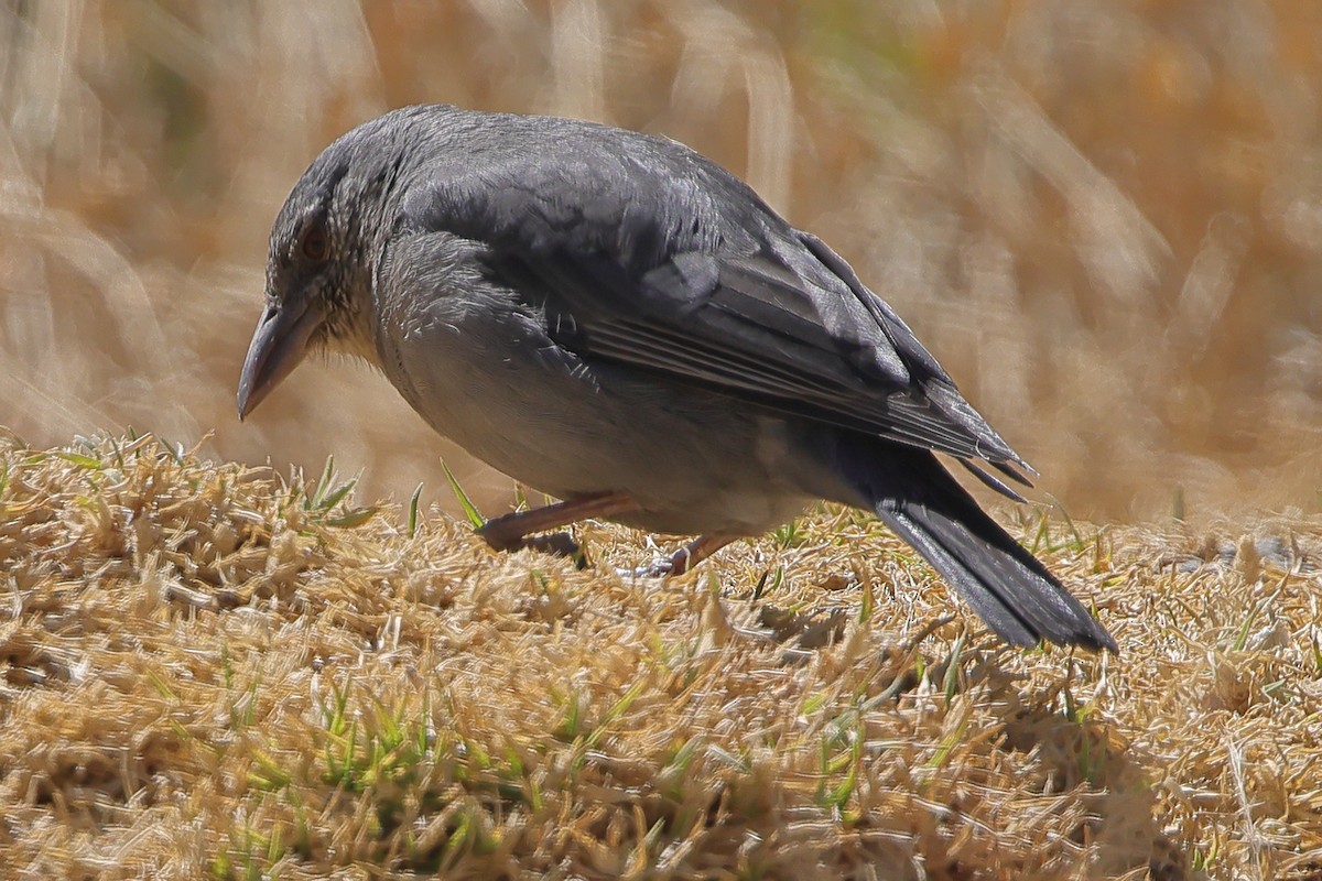 Boulder Finch - ML608808089