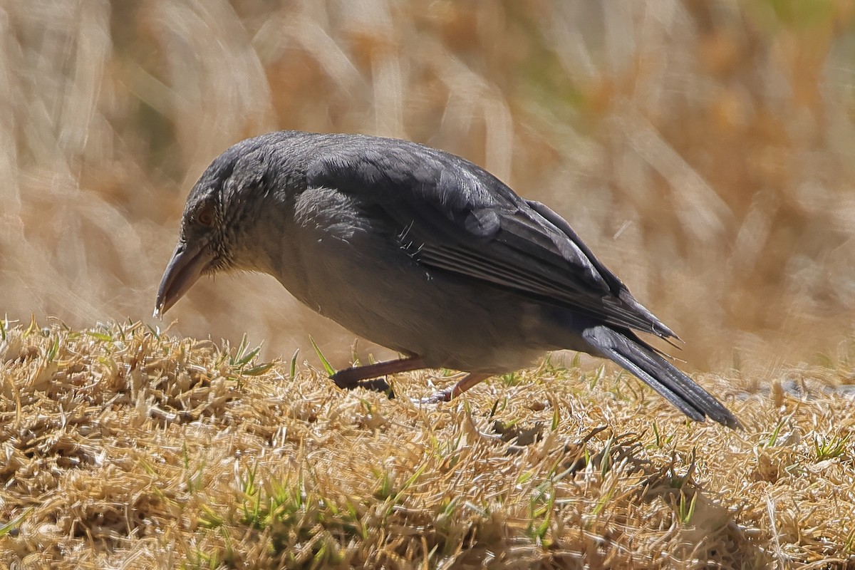 Boulder Finch - ML608808092