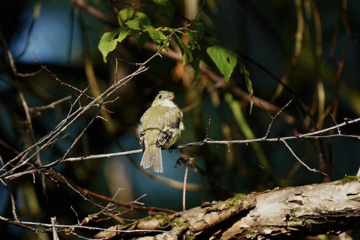 Least Flycatcher - ML608808095