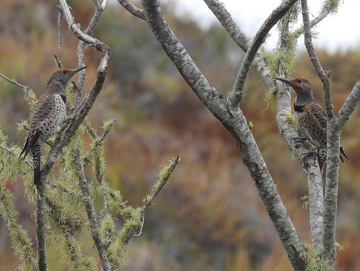 Northern Flicker - Nick & Jane