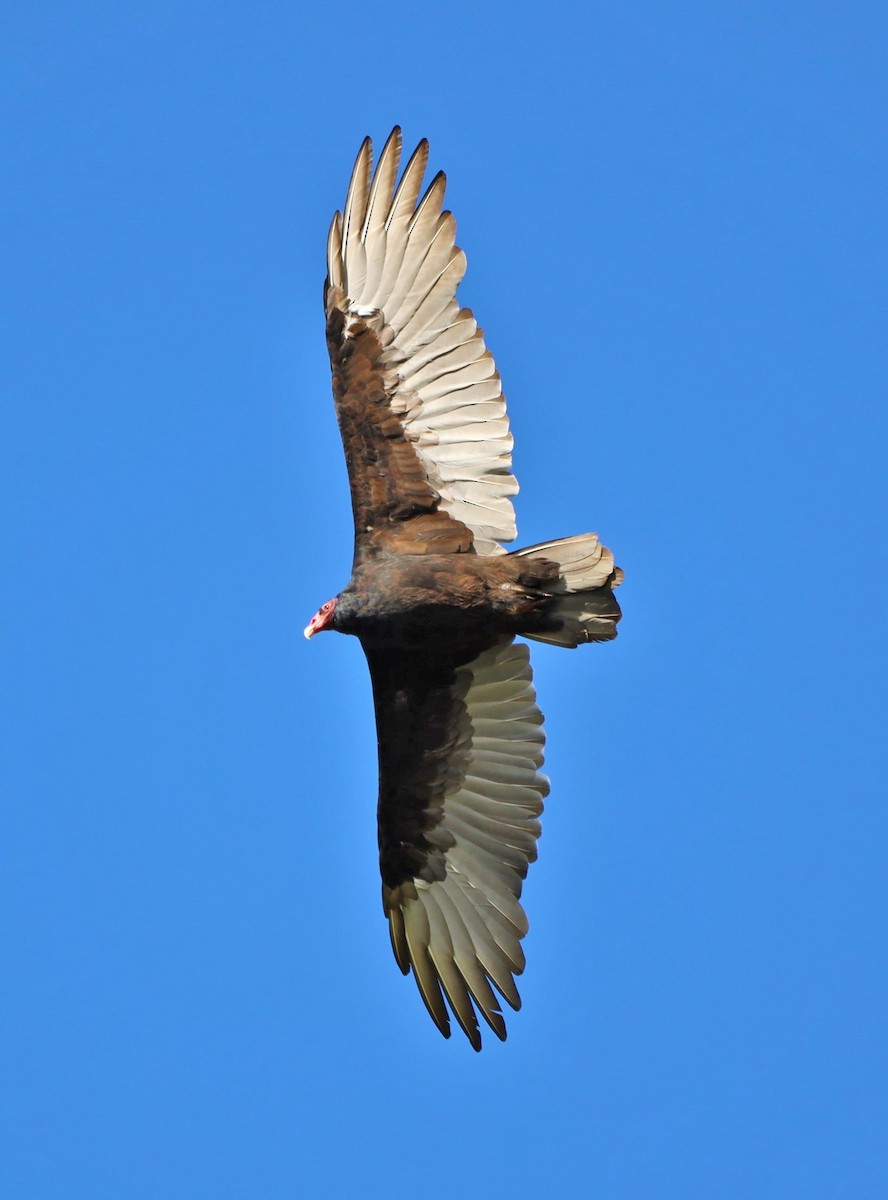 Turkey Vulture - Beth Waterbury