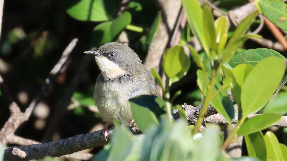 Bar-throated Apalis - Craig Lumsden