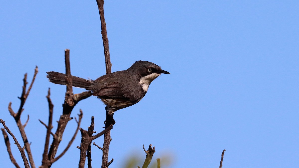 Bar-throated Apalis - Craig Lumsden