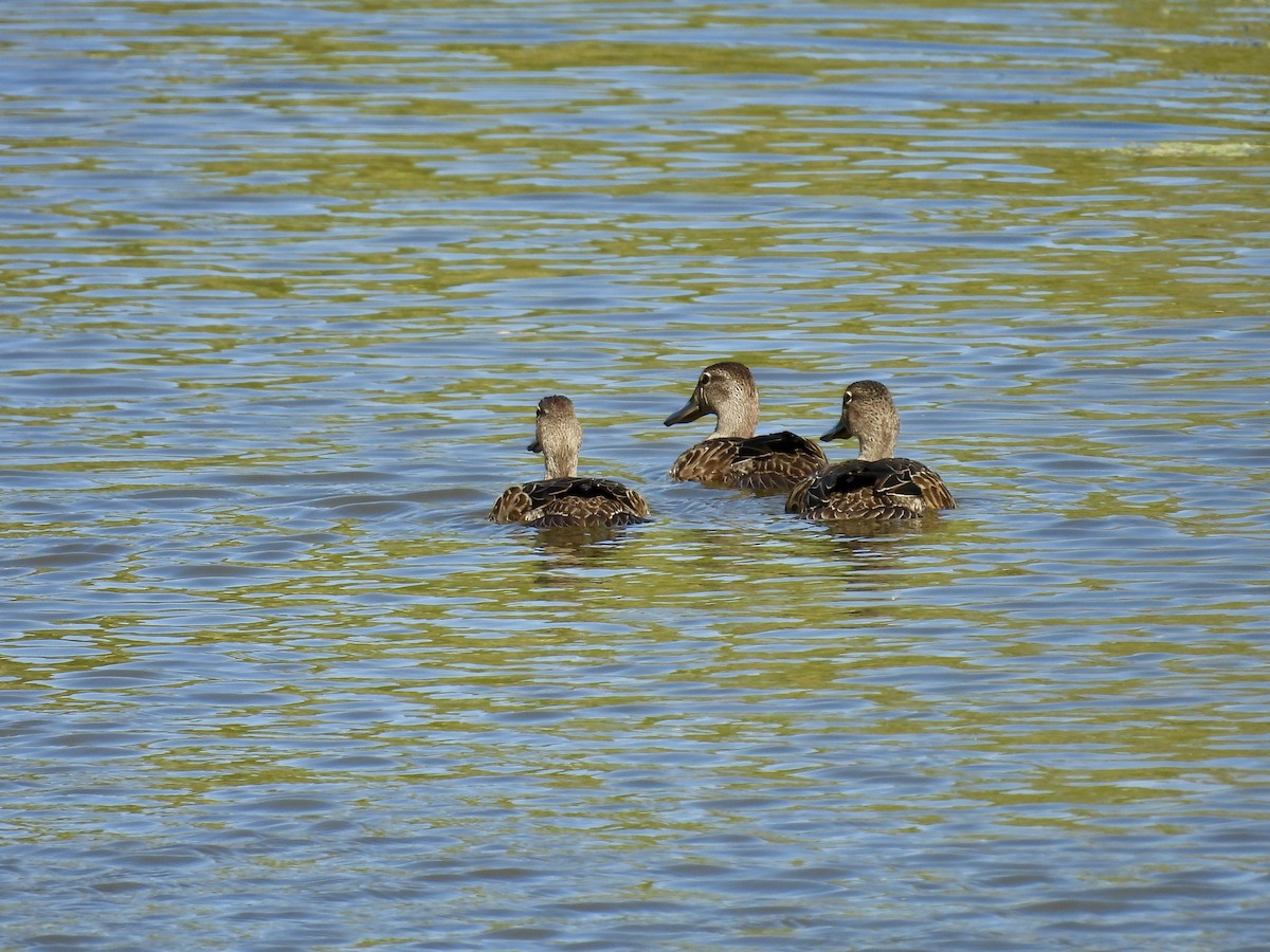 Blue-winged Teal - ML608808221