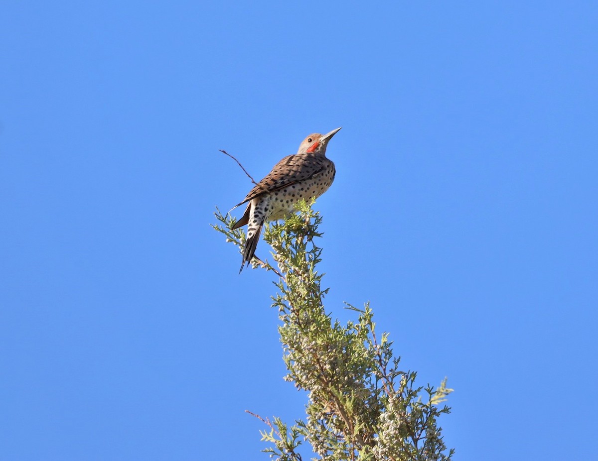 Northern Flicker - Beth Waterbury