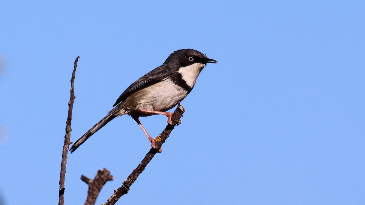 Apalis Acollarado - ML608808233