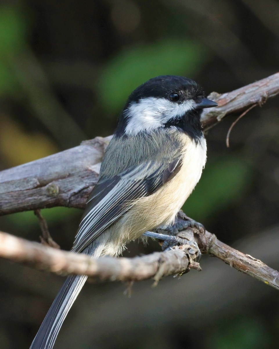 Black-capped Chickadee - ML608808237