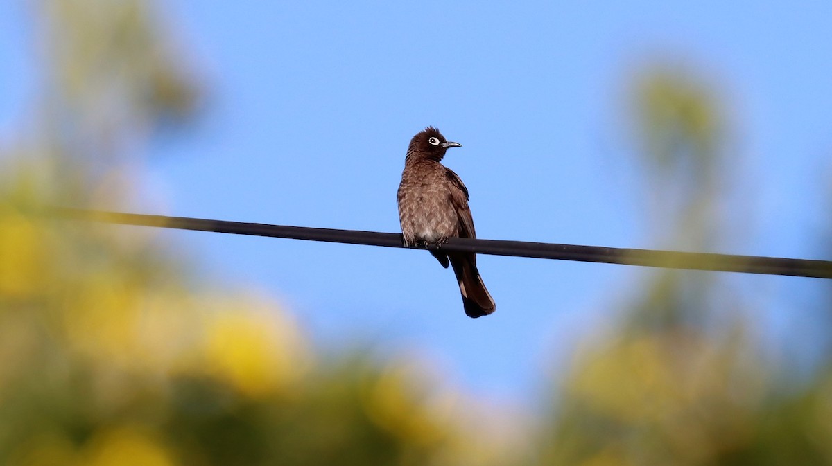 Cape Bulbul - ML608808242