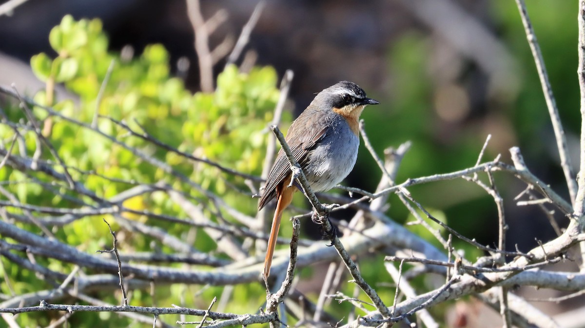 Cape Robin-Chat - ML608808272