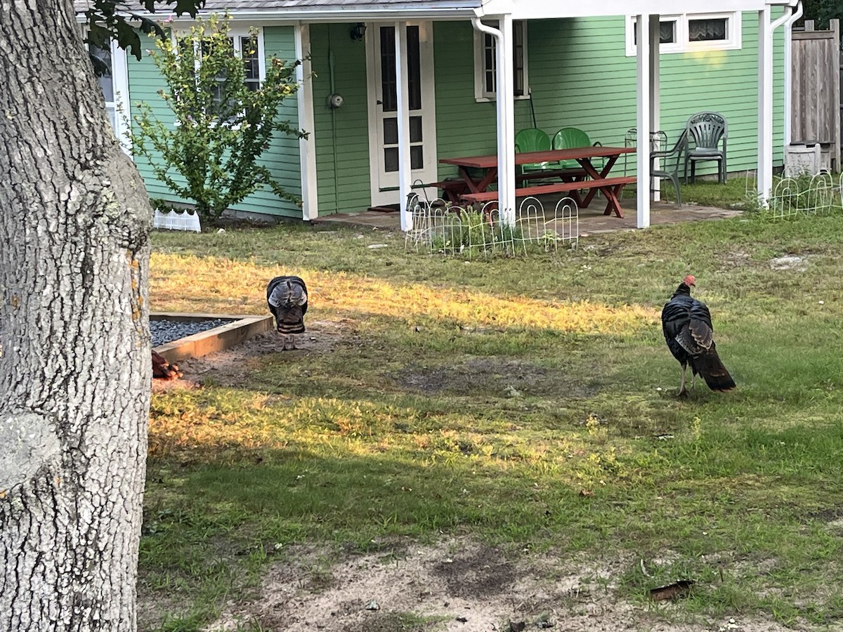 Wild Turkey - ML608808286