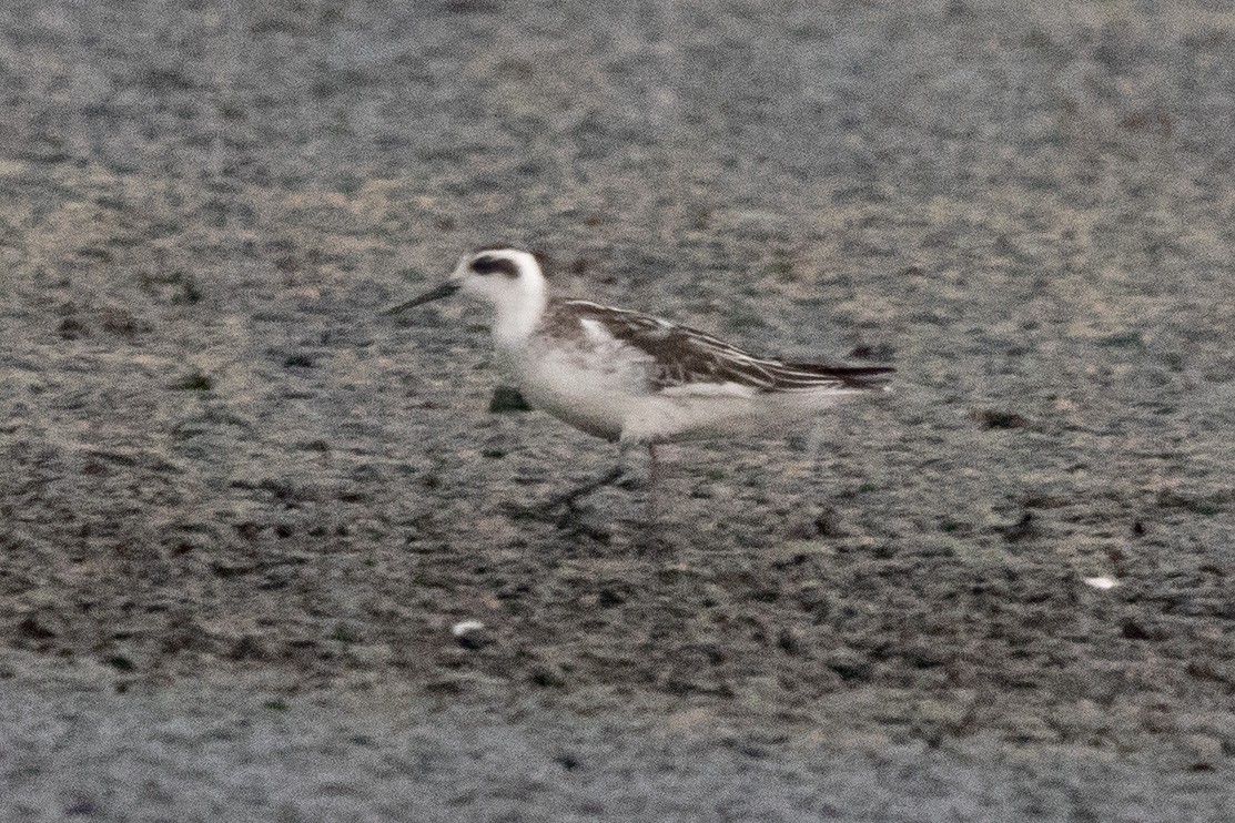 Red-necked Phalarope - Eric Feldkamp