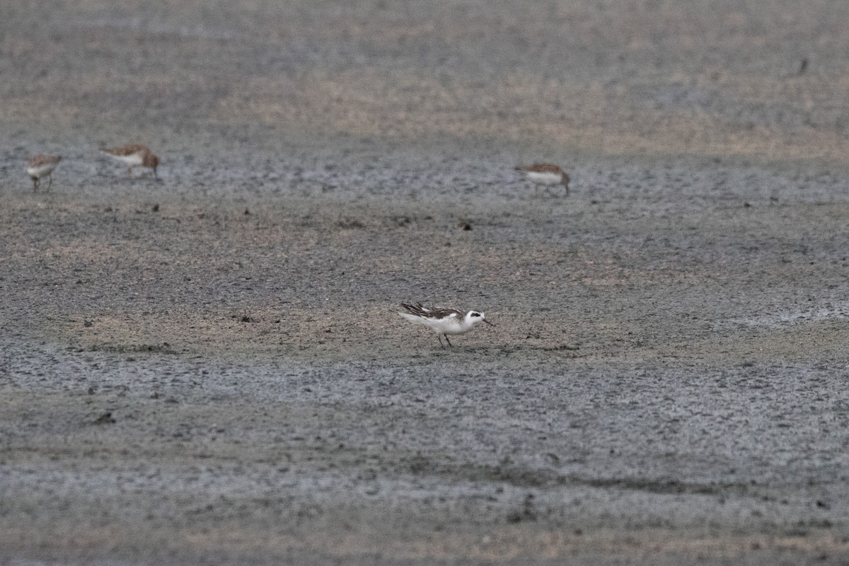 Red-necked Phalarope - Eric Feldkamp