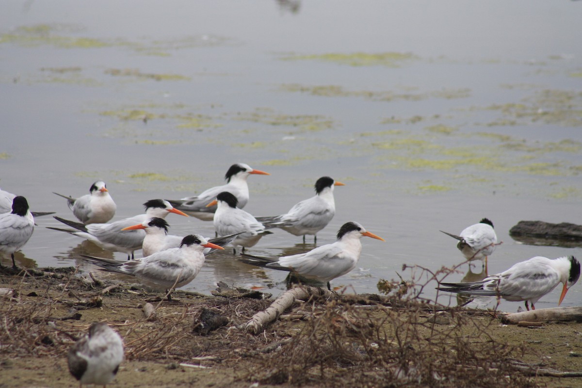 Elegant Tern - ML608808476