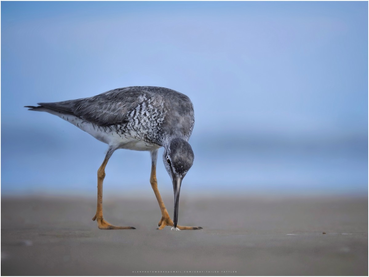 Gray-tailed Tattler - ML608808548