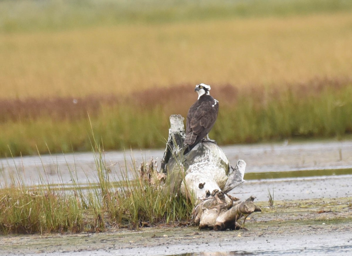 Balbuzard pêcheur - ML608808557